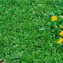 Immergrüne Fetthenne 'Immergrünchen' als Bodendecker mit gelben Blüten im Beet.