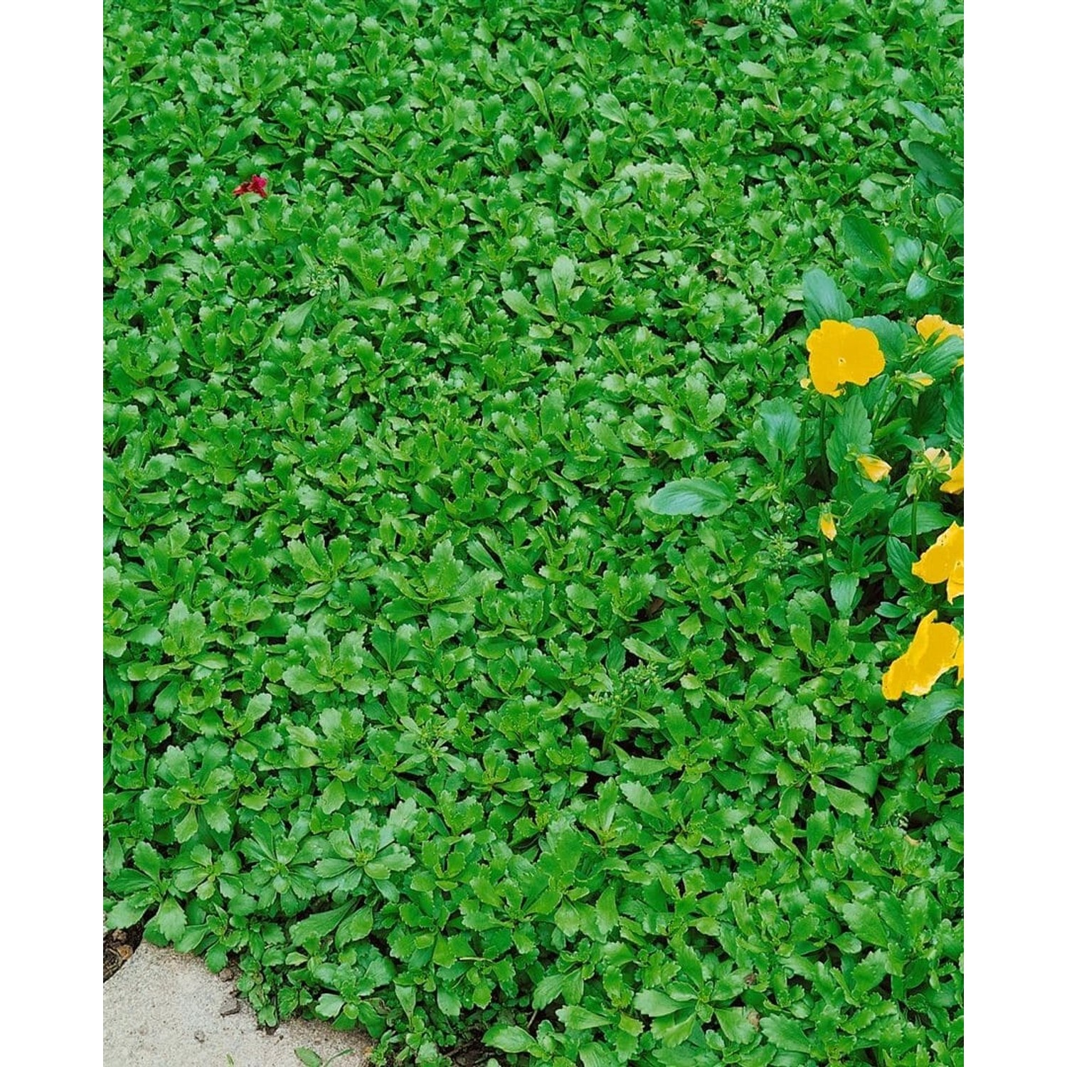 Sedum Hybridum Immergrünchen Fetthenne Ca. 9x9 cm Topf günstig online kaufen