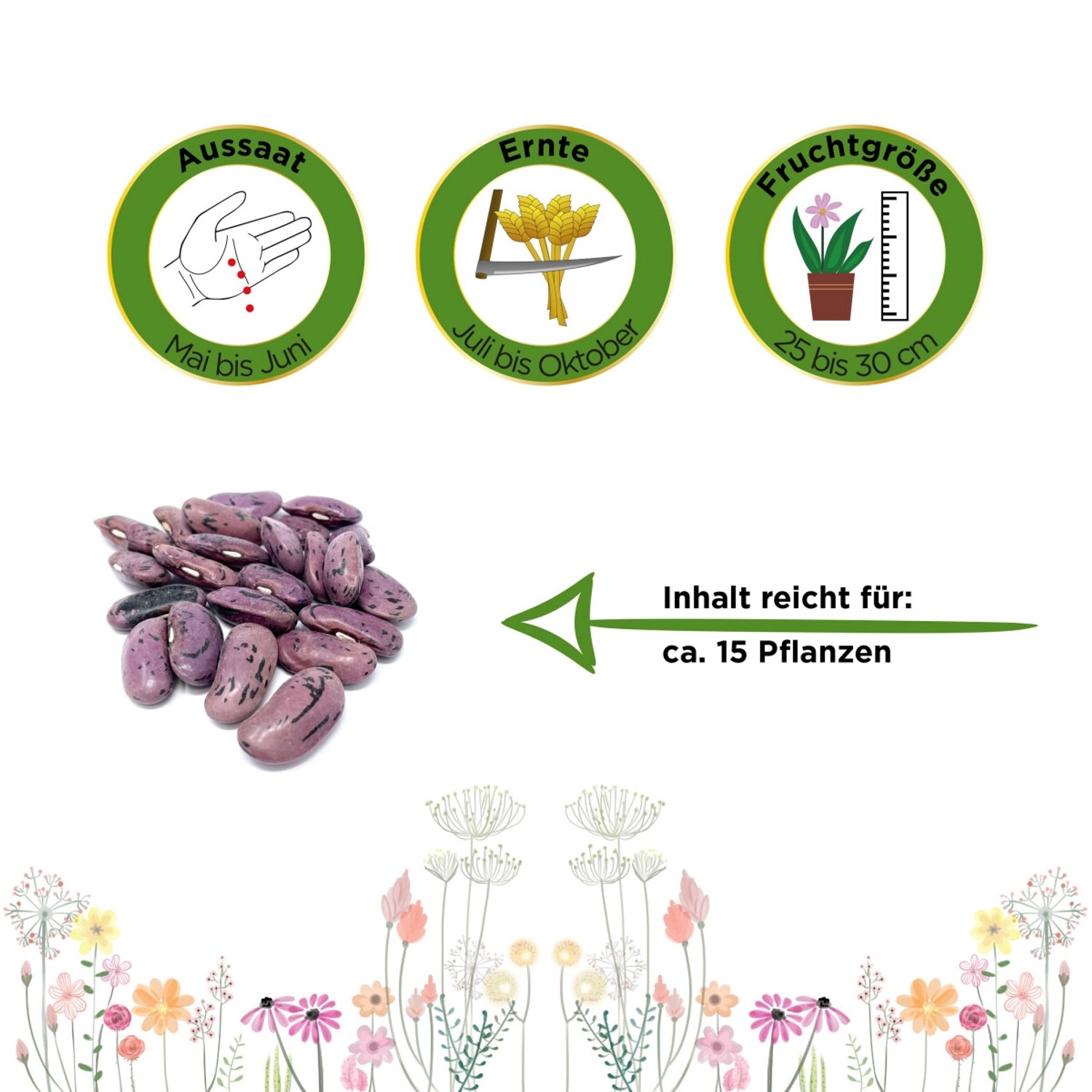 Samen der Prunkbohne Feuerbohne Preisgewinner: Violett gesprenkelte Bohnen, Aussaat- und Erntehinweise.