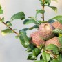 Zierquitte Friesdorfer mit Früchten, Strauch für Garten und Beet.
