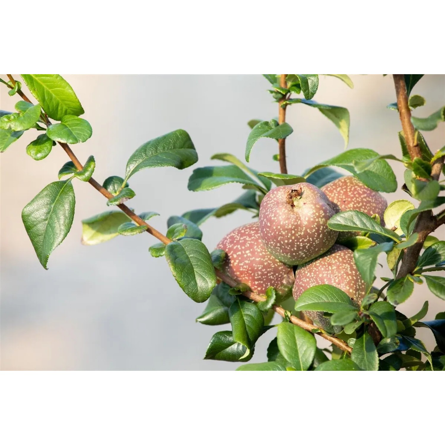 Zierquitte Friesdorfer mit Früchten, Strauch für Garten und Beet.