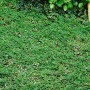 Immergrüner Bodendecker Cotoneaster 'Frieders Evergreen' mit kleinen, grünen Blättern und weißen Blüten.
