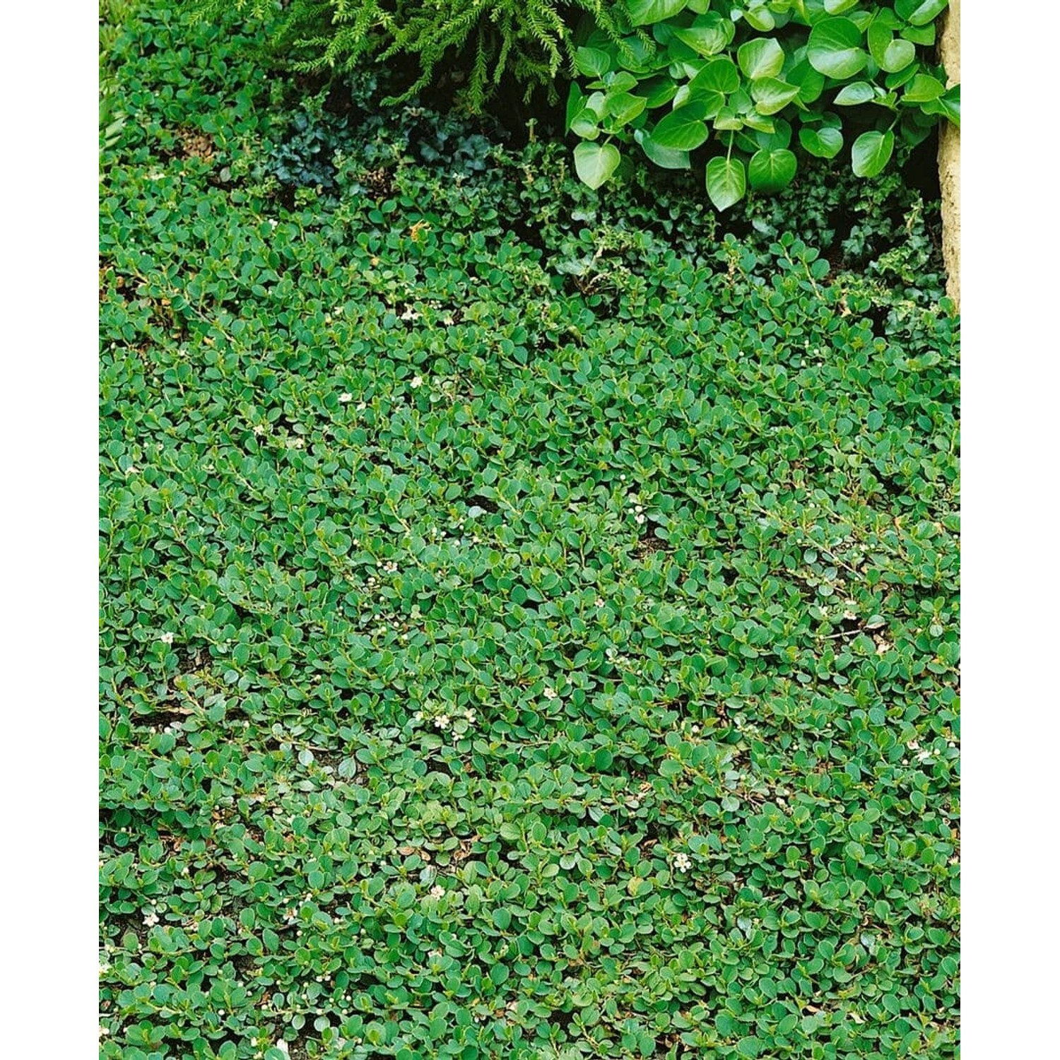 Cotoneaster Dammeri Frieders Evergreen Immergrün Ca. 9x9 cm Topf günstig online kaufen