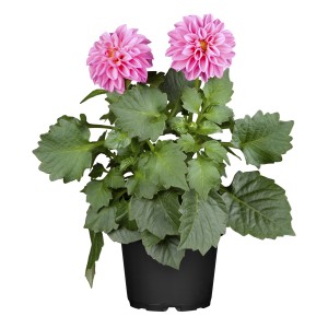 Rosa Garten-Dahlie im Topf, ca. 19 cm Ø. Dekorative Blüten für Beet und Kübel.