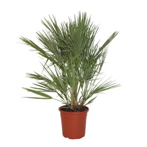 Zwergpalme (Chamaerops humilis) im Topf, ca. 20-30 cm hoch, grüne Fächerblätter.