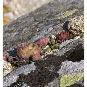 Dachwurz Purple Passion (Sempervivum cultorum) auf Stein, Nahaufnahme.