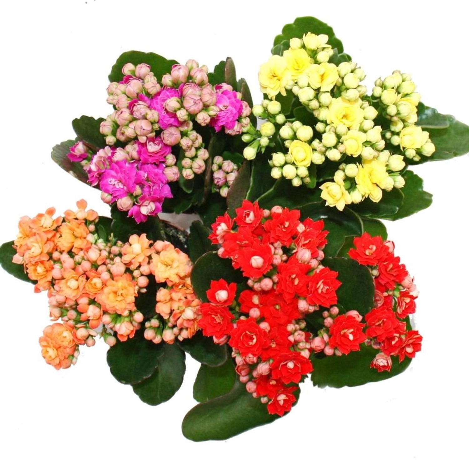 Exotenherz Minikalanchoe Rosalina Set, 3 Pflanzen mit bunten Blüten im 5,5cm Topf.