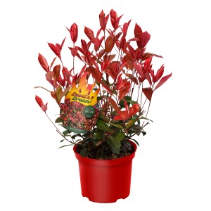 Glanzmispel Devil's Dream im roten Topf, ca. 30-40 cm hoch. Rote Blätter, immergrün, von GROW by OBI.