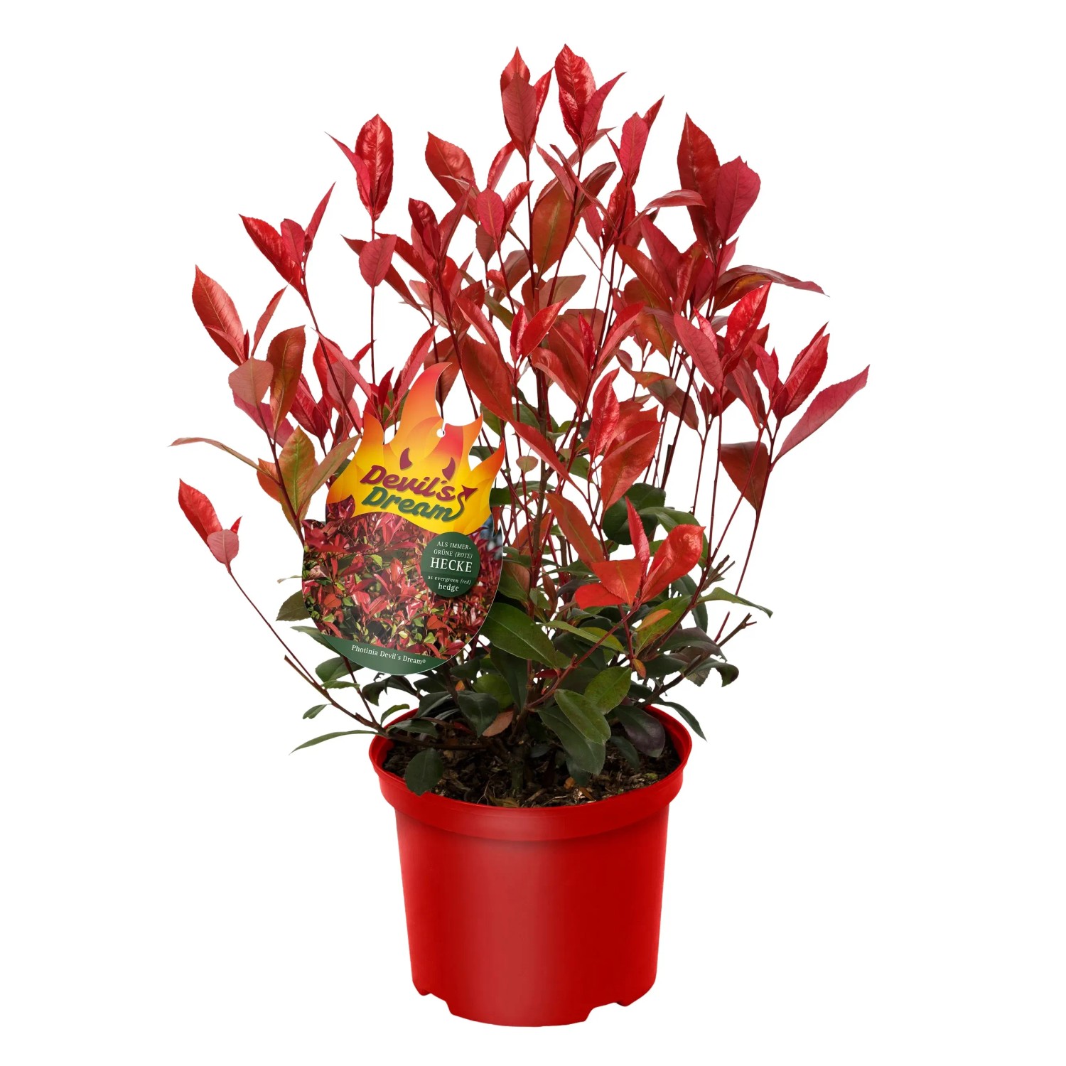 GROW by OBI Glanzmispel Devil's Dream Höhe ca. 30-40 cm Topf ca. 3,4, Photinia