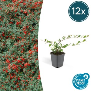 Set aus 12 Teppich-Zwergmispeln (Cotoneaster dammeri) im 9cm Topf, ideal als Bodendecker mit roten Beeren.