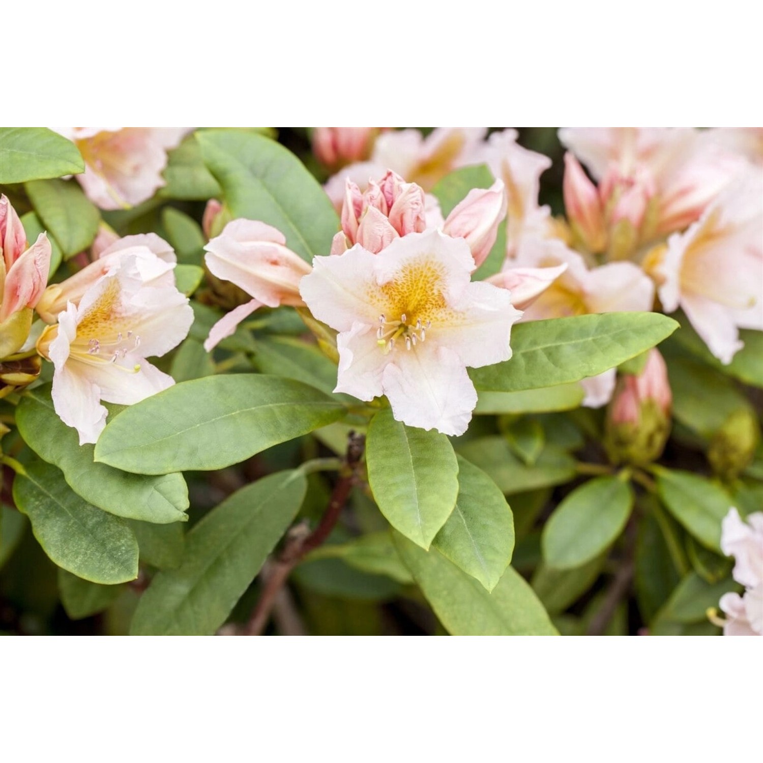Rhododendron Hybr. Belkanto Rosa Blüten 80–90 cm günstig online kaufen