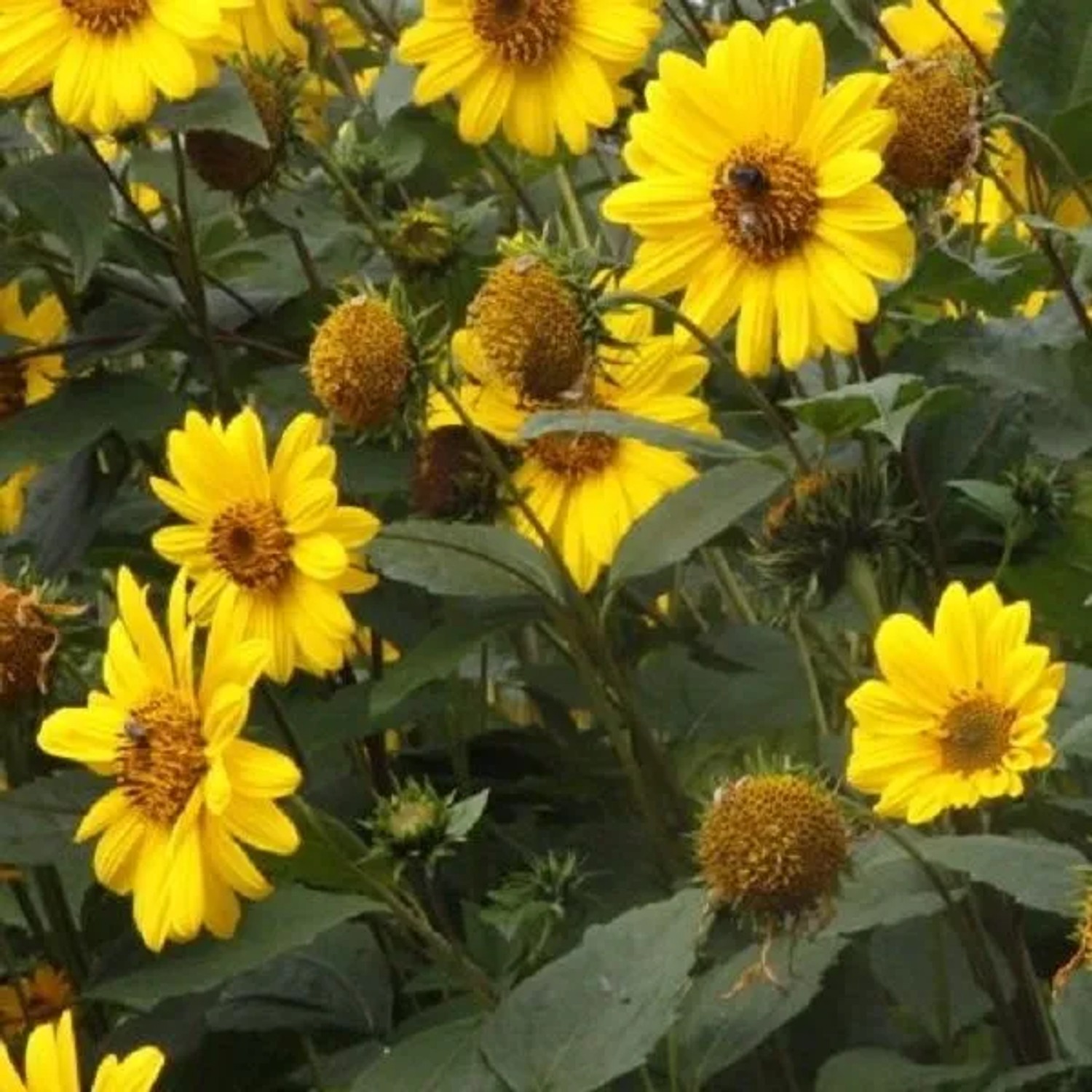 6 x Stauden-Sonnenblume 'Capenoch Star' Helianthus Topf 9cm Gelbe Blüten