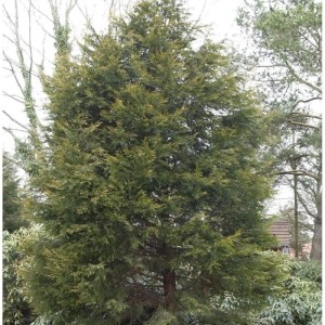 Gelbe Leyland Zypresse 'Castlewellan Gold', 125-150cm, als Gartenstrauch.