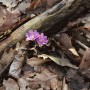 Nahaufnahme von zwei zarten, lila Leberblümchen (Hepatica Nobilis) zwischen braunem Laub und einem Ast.