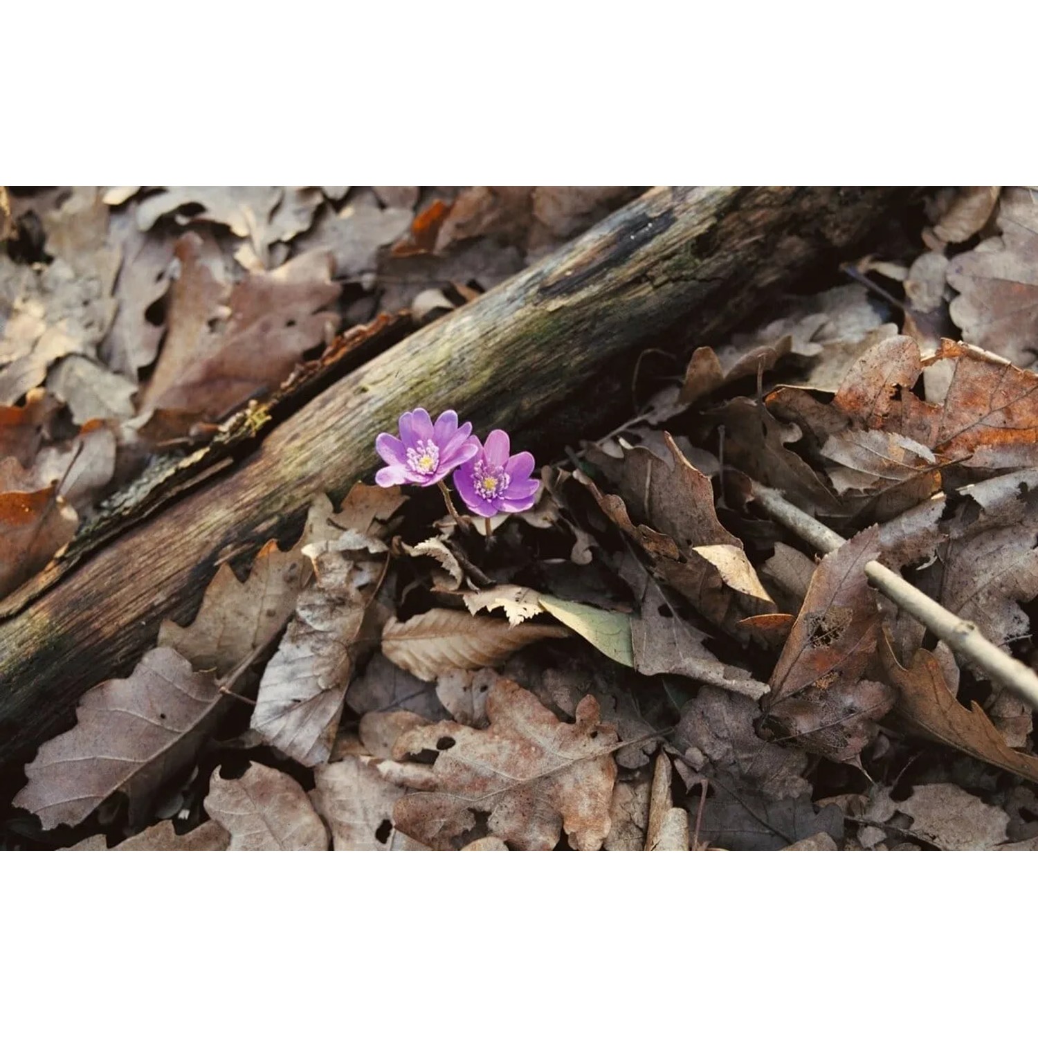Nahaufnahme von zwei zarten, lila Leberblümchen (Hepatica Nobilis) zwischen braunem Laub und einem Ast.