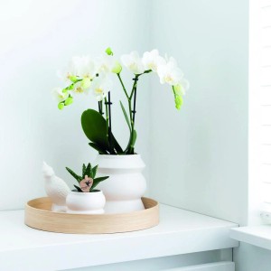 Kolibri Orchids Combi Deal: 2 weiße Phalaenopsis Orchideen im 9cm Topf.