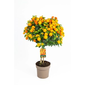 Wandelröschen Stamm Orange, ca. 70 cm hoch, im Topf. Blühende Kübelpflanze mit leuchtenden Blüten.