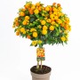 Wandelröschen Stamm Orange, ca. 70 cm hoch, im Topf. Blühende Kübelpflanze mit leuchtenden Blüten.