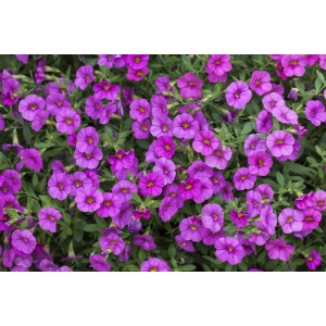 Zauberglöckchen Lia Blue Purple von GROW by OBI, lila Blüten im Topf.