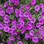 Zauberglöckchen Lia Blue Purple von GROW by OBI, lila Blüten im Topf.