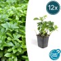 12er Set: Schattengrün Bodendecker 'Green Carpet' im 9cm Topf. Immergrüne Pachysandra für schattige Standorte.