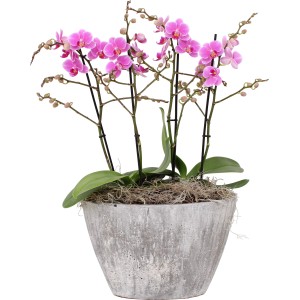 Rosa Orchideen-Arrangement im Keramiktopf, ca. 27 cm Topf-Ø.