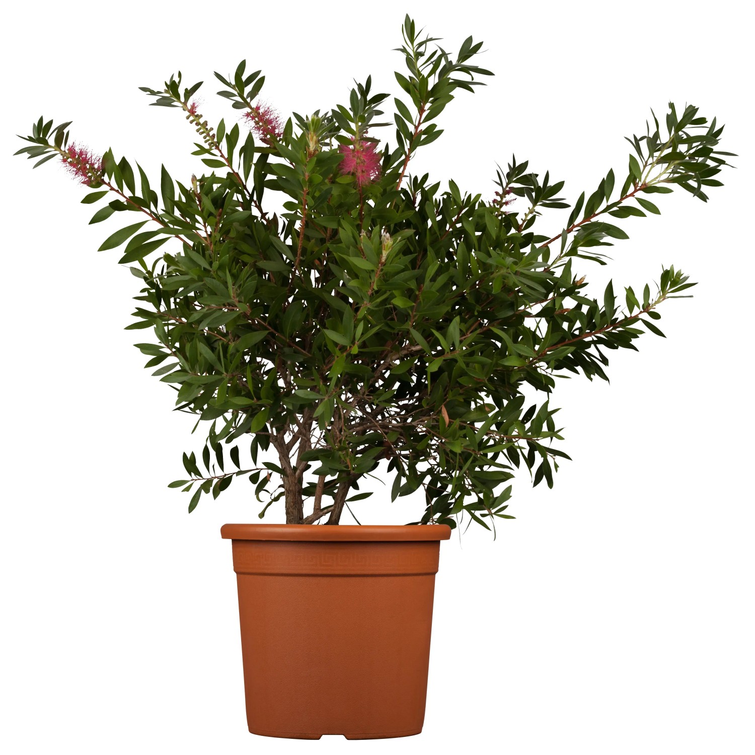 Zylinderputzer Splendens im 3 l Topf, ca. 20-30 cm hoch, mit roten Blütenähren und grünen Blättern.