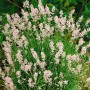 Lavandula Angustifolia Rosea im Topf: Echter Lavendel mit zartrosa Blüten, ideal für Garten und Balkon.
