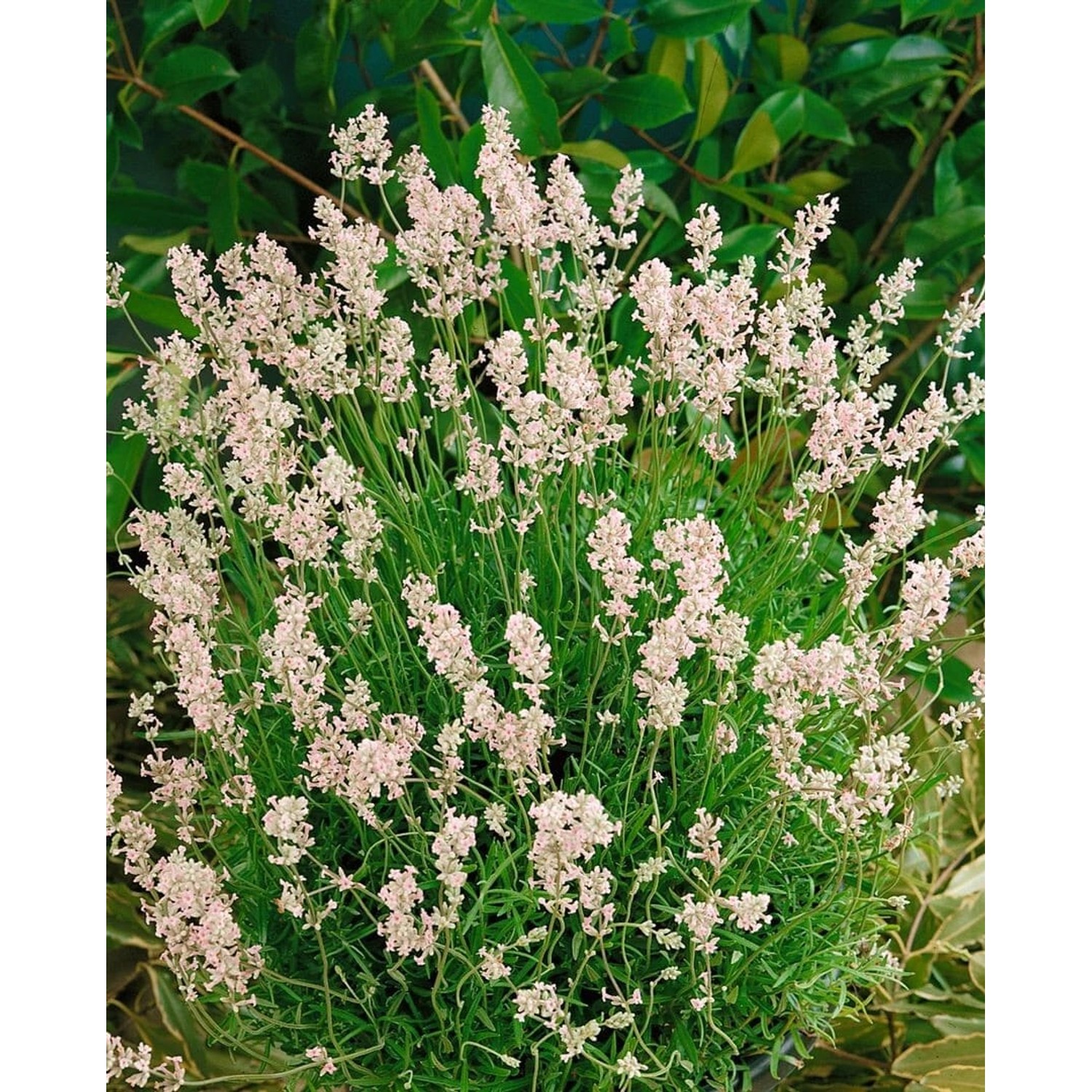 Lavandula Angustifolia Echter Lavendel Rosea Ca 9x9 cm Topf günstig online kaufen