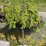Kanadische Hemlocktanne (Tsuga Canadensis), 100–125 cm, im Gartenbeet. Immergrüner Strauch mit grünen Nadeln.