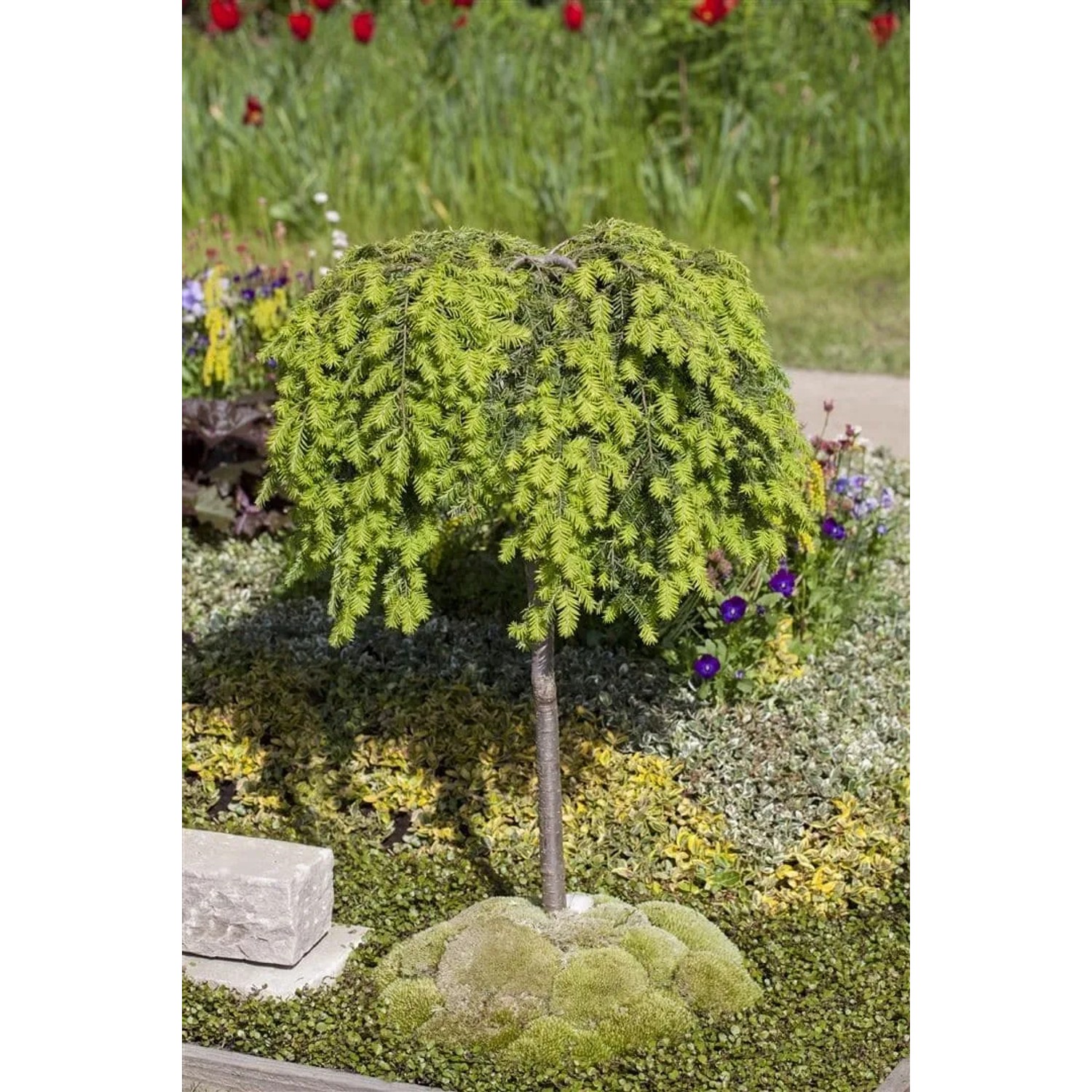 Kanadische Hemlocktanne (Tsuga Canadensis), 100–125 cm, im Gartenbeet. Immergrüner Strauch mit grünen Nadeln.