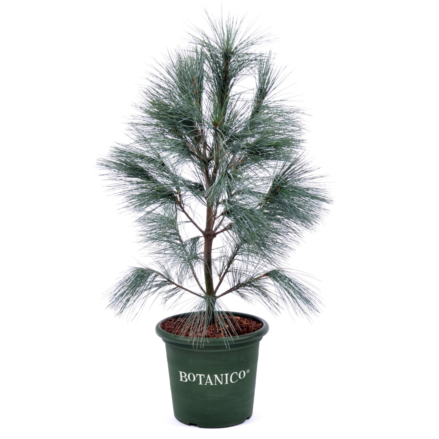 Tränen-Kiefer Densa Hill Höhe ca. 40-60 cm Topf ca. 6 l Pinus strobus günstig online kaufen