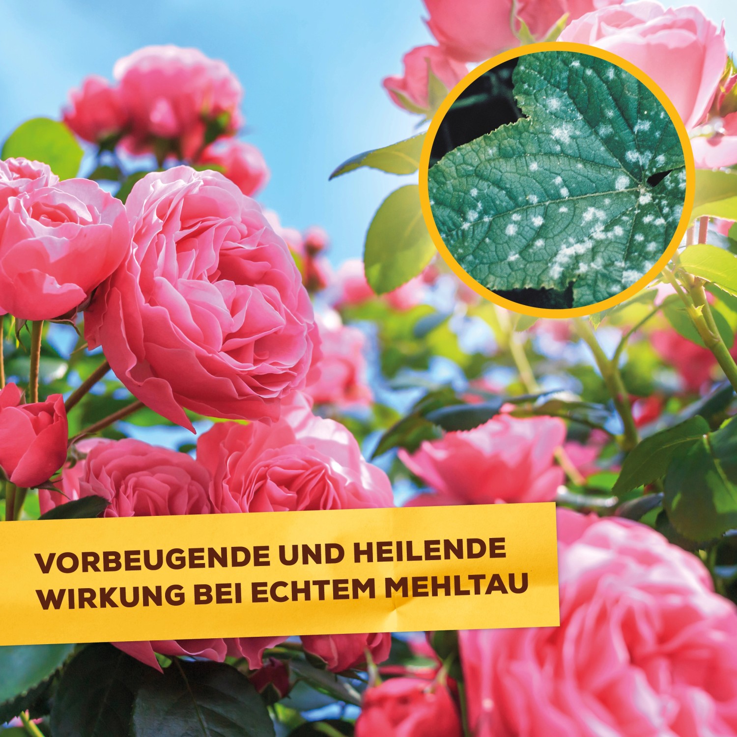Solabiol Pilzfrei AF: Rosen mit Mehltau und Detailaufnahme eines befallenen Blattes.