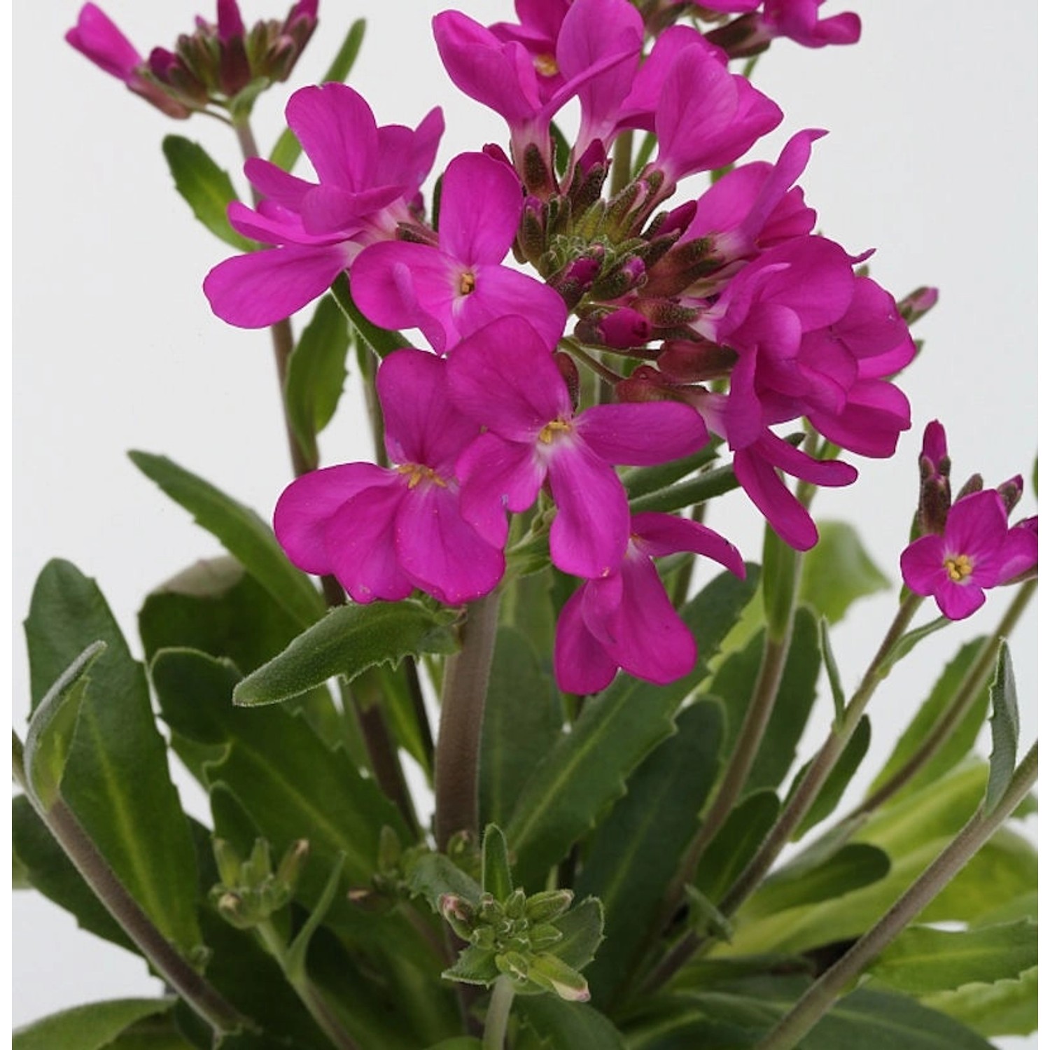 Garten Gänsekresse Rote Sensation - Arabis blepharophylla günstig online kaufen