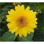 Gelbe Topinambur (Helianthus tuberosus) Blüte, Nahaufnahme der Staude.