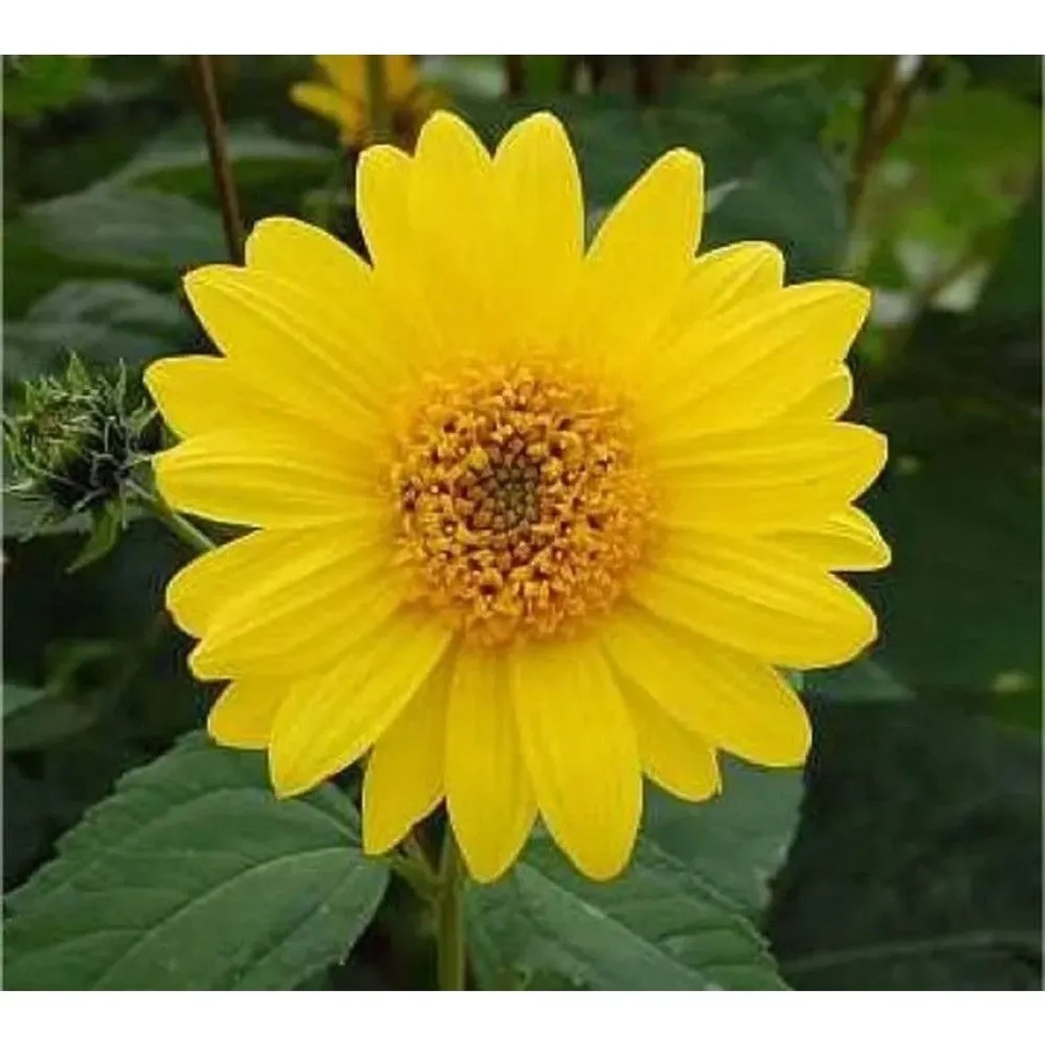 Gelbe Topinambur (Helianthus tuberosus) Blüte, Nahaufnahme der Staude.