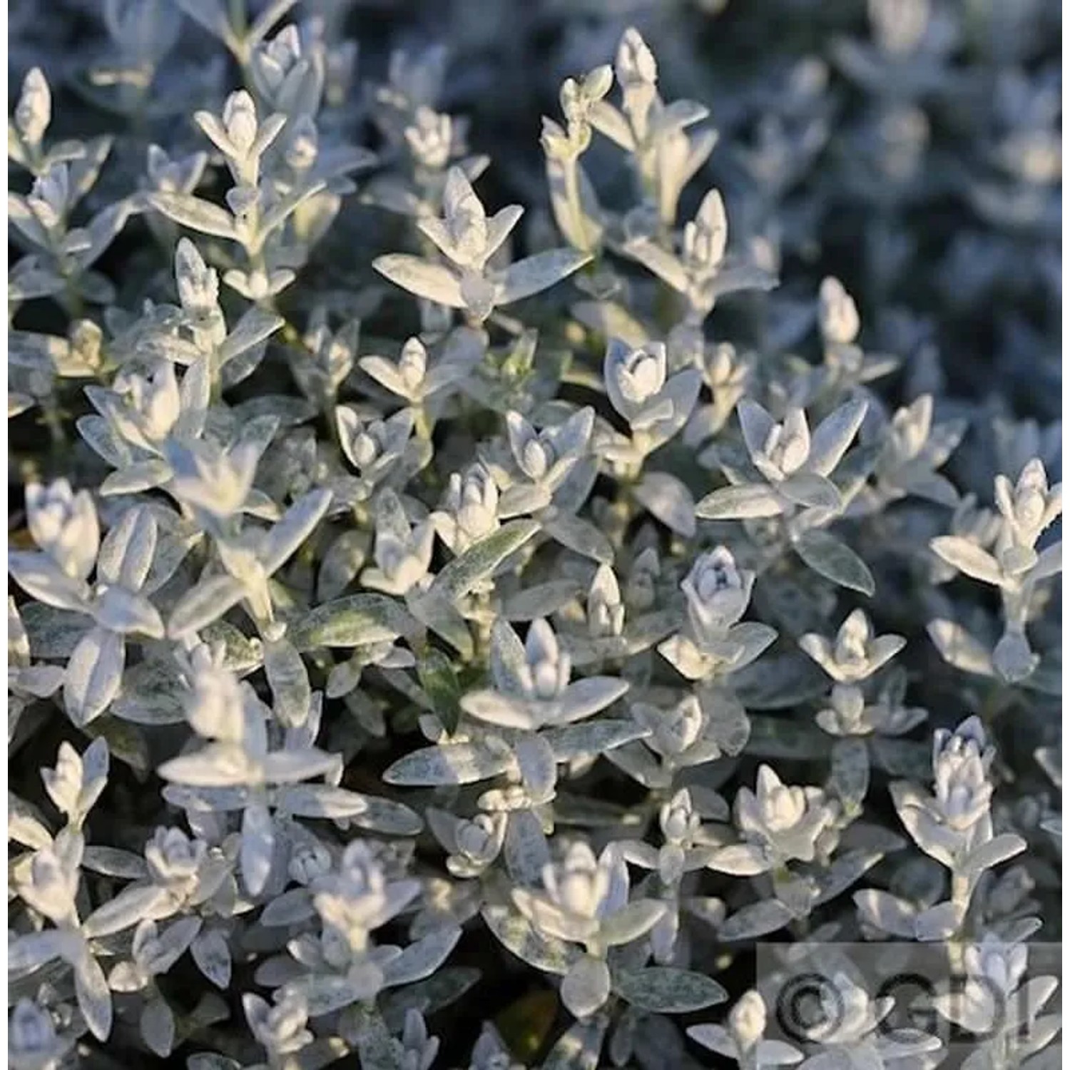 Teppich Perlkörbchen - Anaphalis alpicola