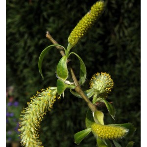 Nahaufnahme einer blühenden Silberweide (Salix alba) mit gelben Blütenständen.