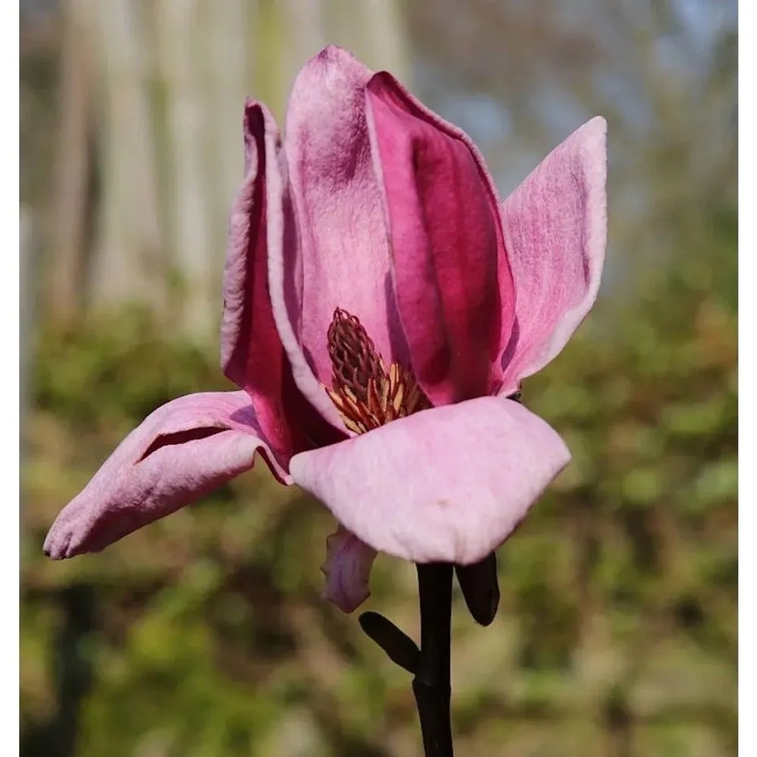 Magnolie Genie 125-150cm - Magnolia
