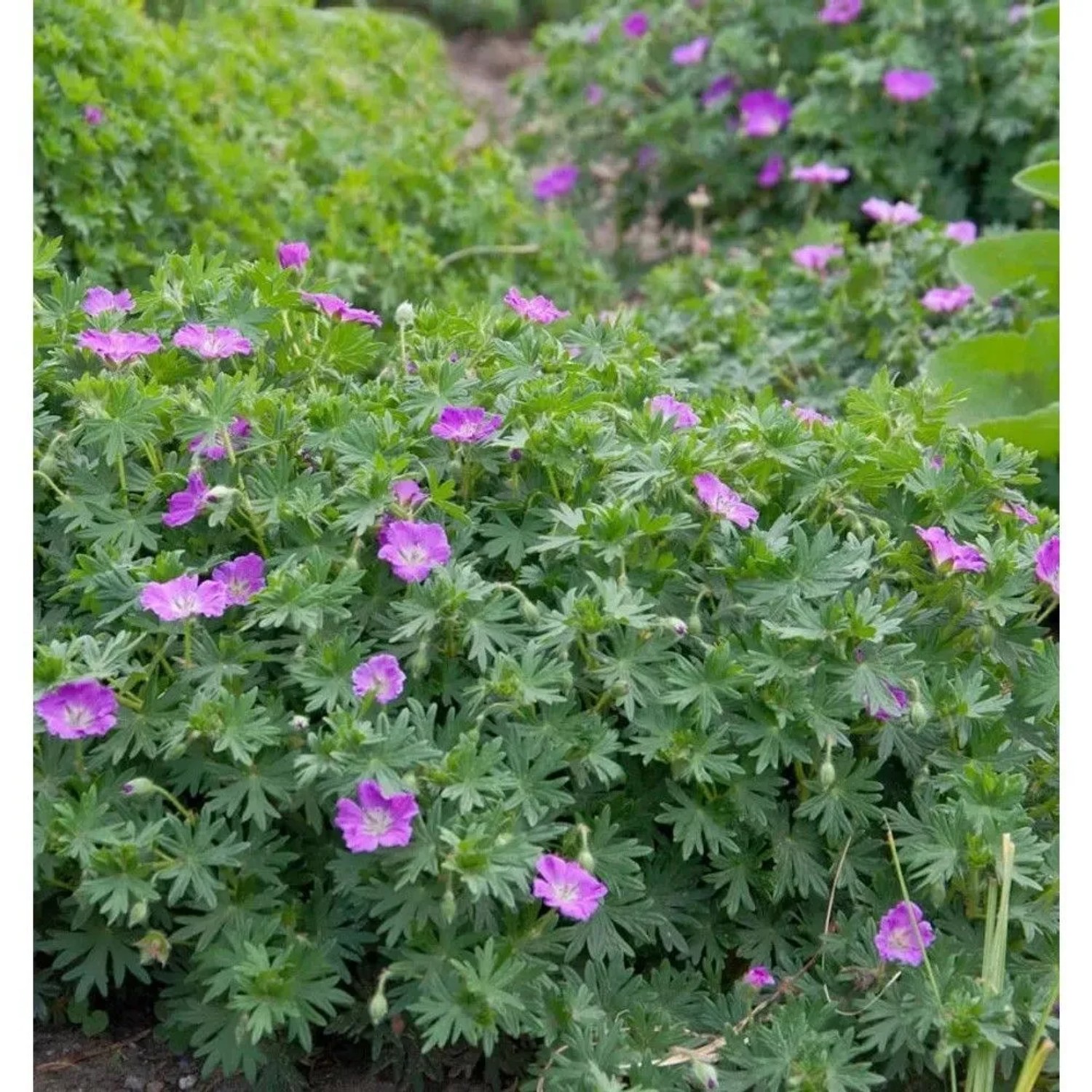 Storchenschnabel Carol - Geranium cinereum