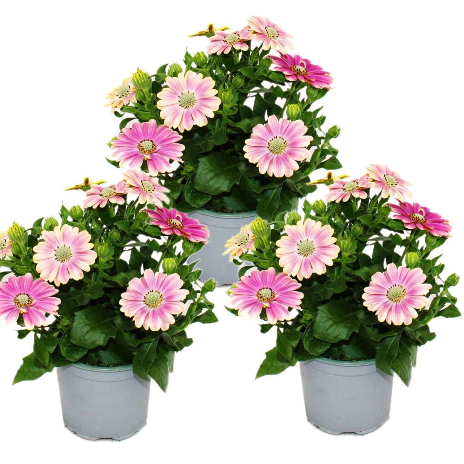 Exotenherz Kapkörbchen Osteospermum Ecklonis 11cm Topf Set mit 3 Pflanzen R günstig online kaufen