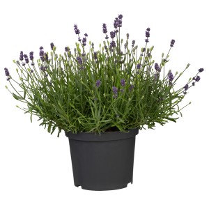 Echter Lavendel (Lavandula angustifolia) im Topf, ca. 23 cm Ø, von GROW by OBI.