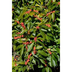 Winterbeere Ilex Verticillata mit leuchtend roten Beeren und grünen Blättern.