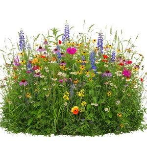 Bunte Veitshöchheimer Bienenweide mit vielfältigen Blüten wie Lupinen, Sonnenhut und Margeriten. Zieht Insekten an.