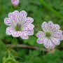 6 x Storchschnabel Geranium versicolor Topf 9cm Beetrandpflanze