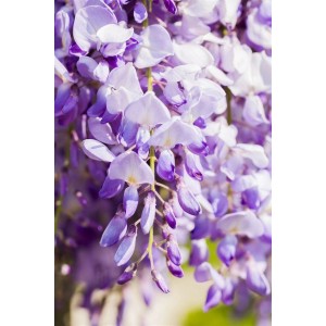 Nahaufnahme des violetten Blauregen 'Domino/Issai', einer blühenden Kletterpflanze.