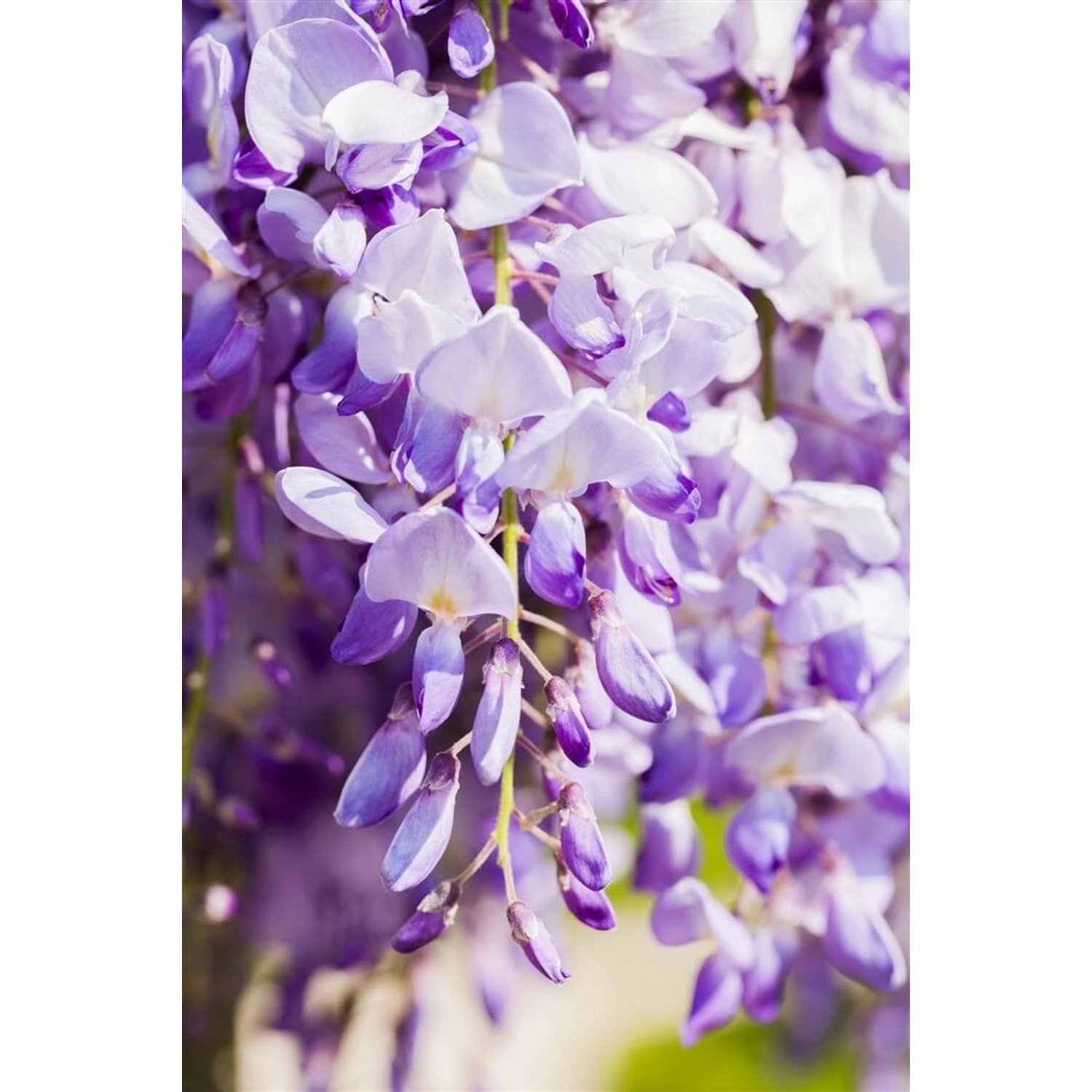 Wisteria Floribunda Domino/Issai Blauregen Violett 60–100 cm günstig online kaufen