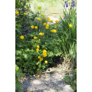 Europäische Trollblume (Trollius Europaeus) mit leuchtend gelben Blüten im Garten.