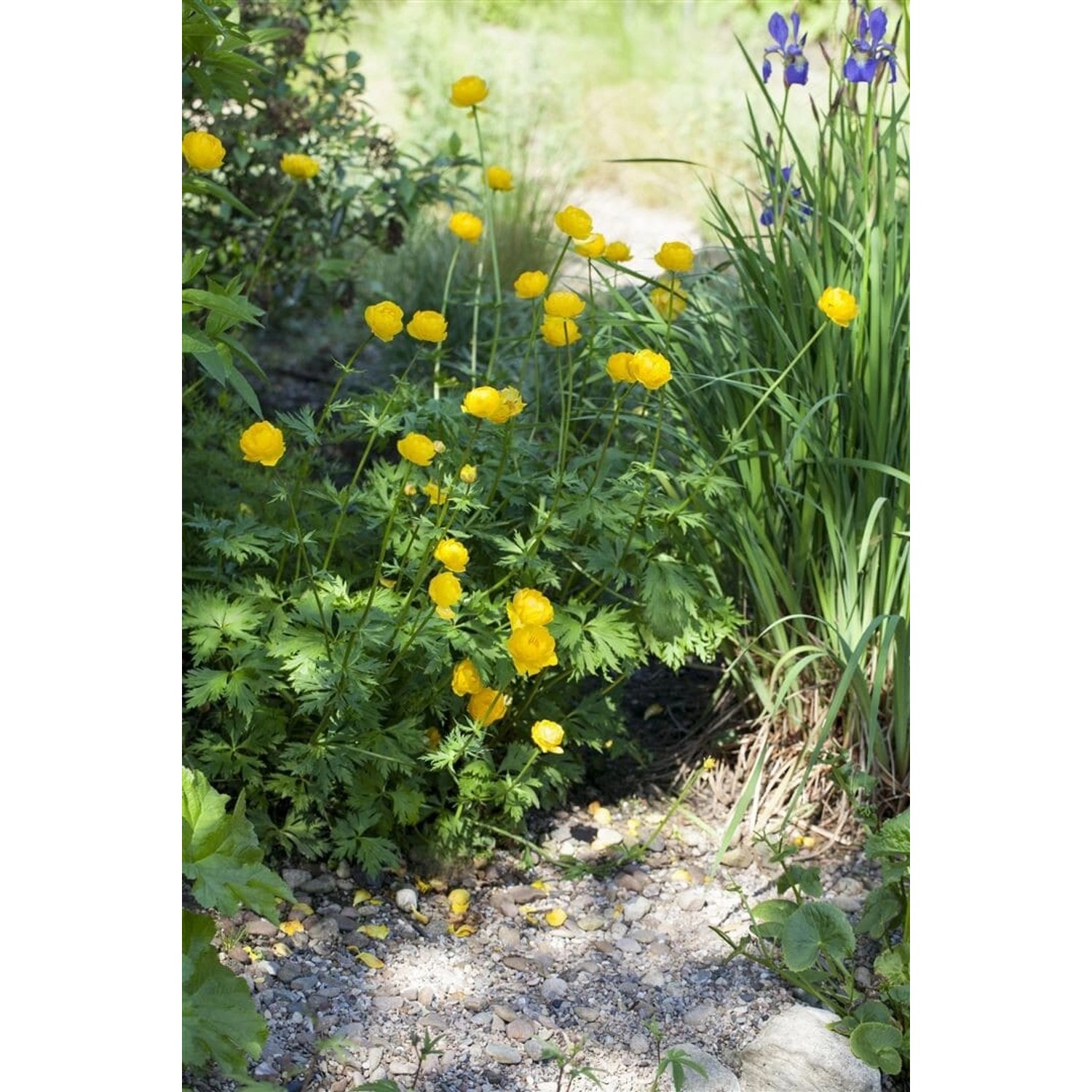Trollius Europaeus Europäische Trollblume Ca. 9x9 cm Topf günstig online kaufen