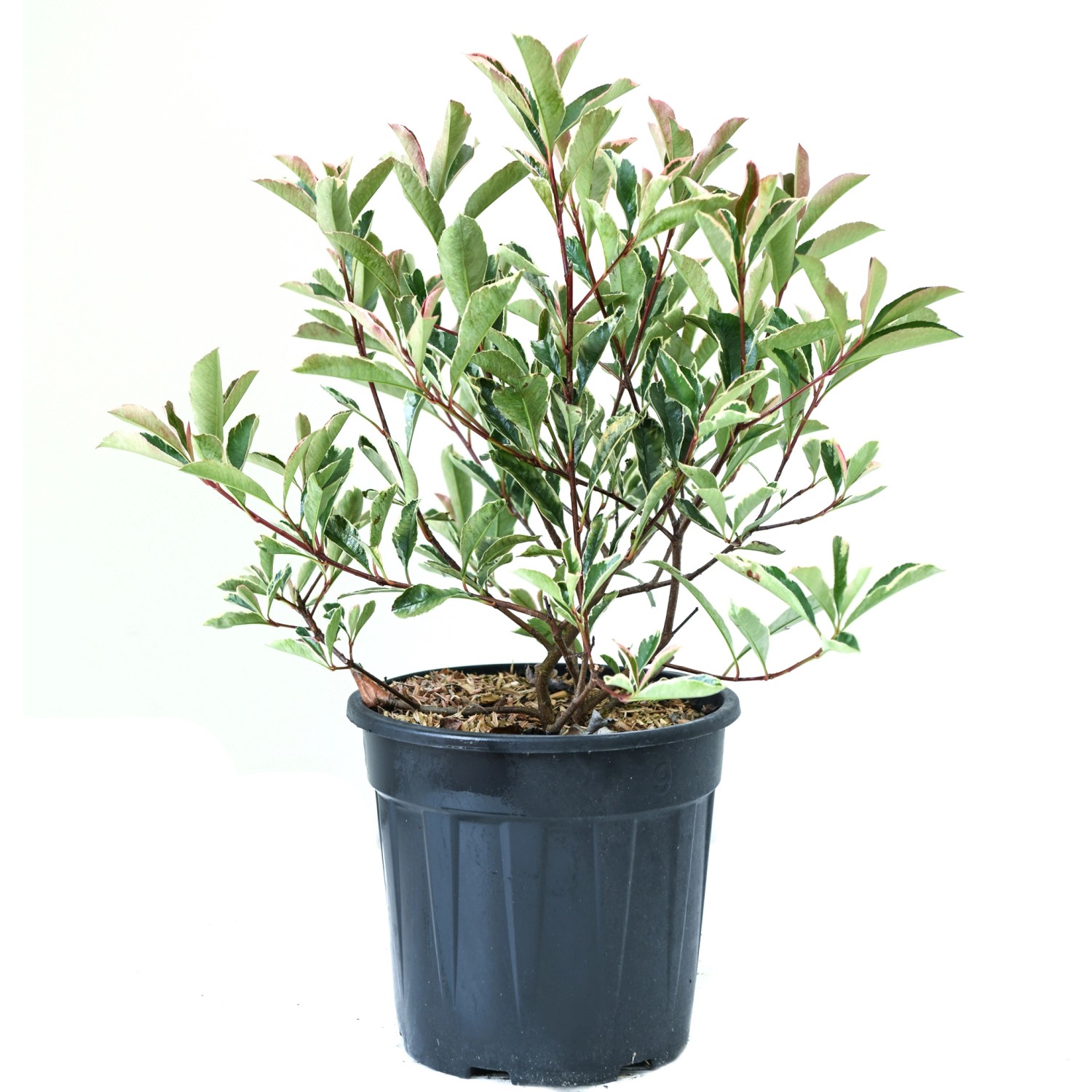 GROW by OBI Glanzmispel Pink Marble Höhe ca. 25 -30 cm Topf ca. 10 l günstig online kaufen
